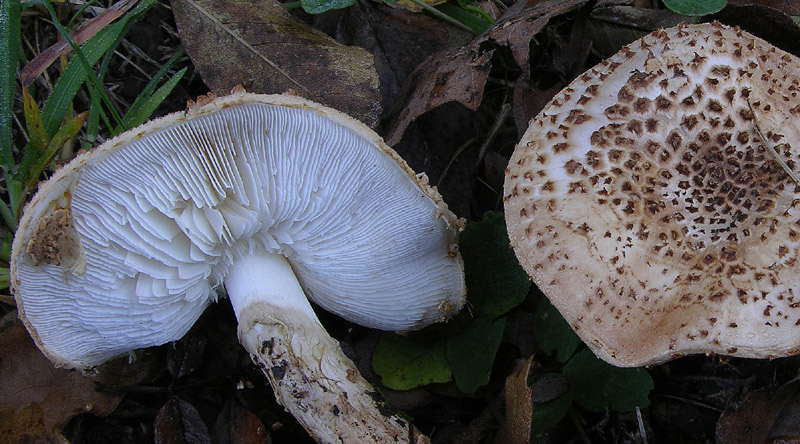 Lepiota aspera